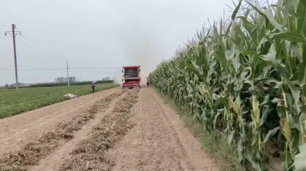 近期，河南各地遭遇连续阴雨天气，要先收获成熟度较高的作物，要