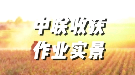 中联收获4YZJ-4茎穗兼收玉米收获机作业实景