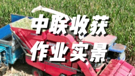 中联收获4YZJ-4茎穗兼收玉米收获机作业实景