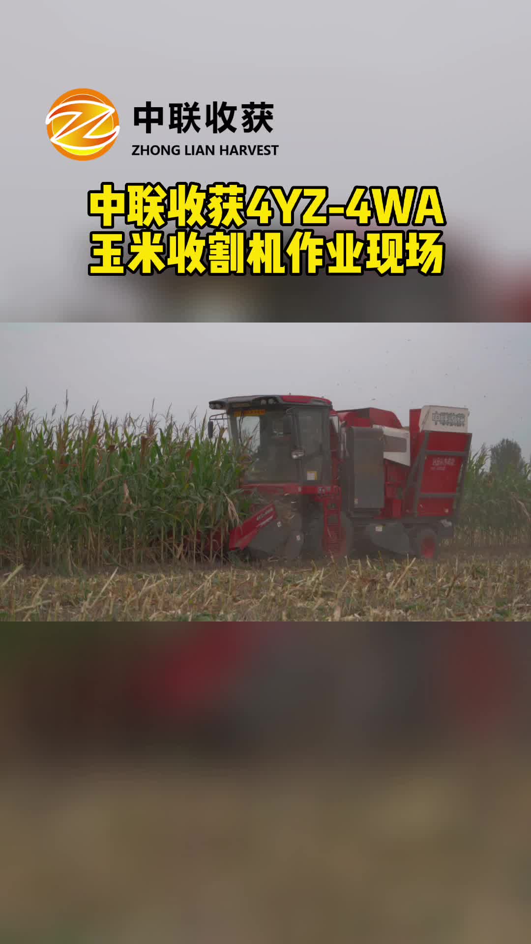 玉米收获机经销商厂家为你展示玉米机作业现场，欢迎你来了解；2